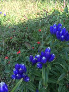 Image of narrowleaf gentian