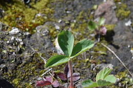 Image of Virginia strawberry