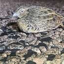 Image of Red-chested Button-quail