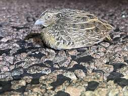 Image of Red-chested Button-quail