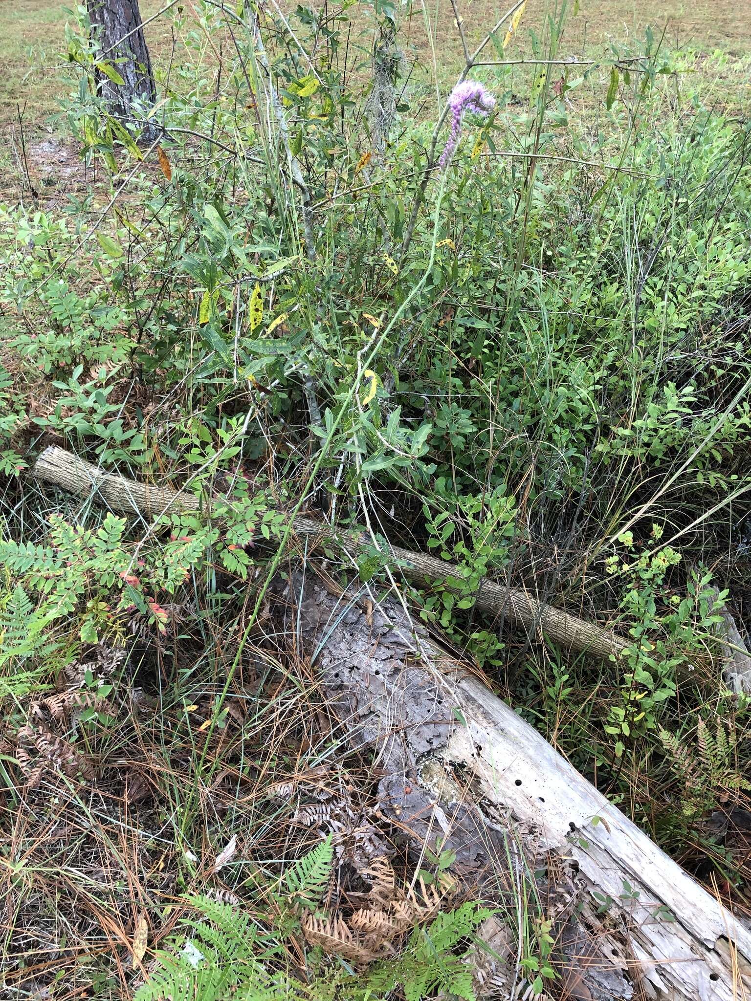 Image of Liatris quadriflora (Chapm.) E. L. Bridges & Orzell