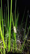 Image de Litoria olongburensis Liem & Ingram 1977