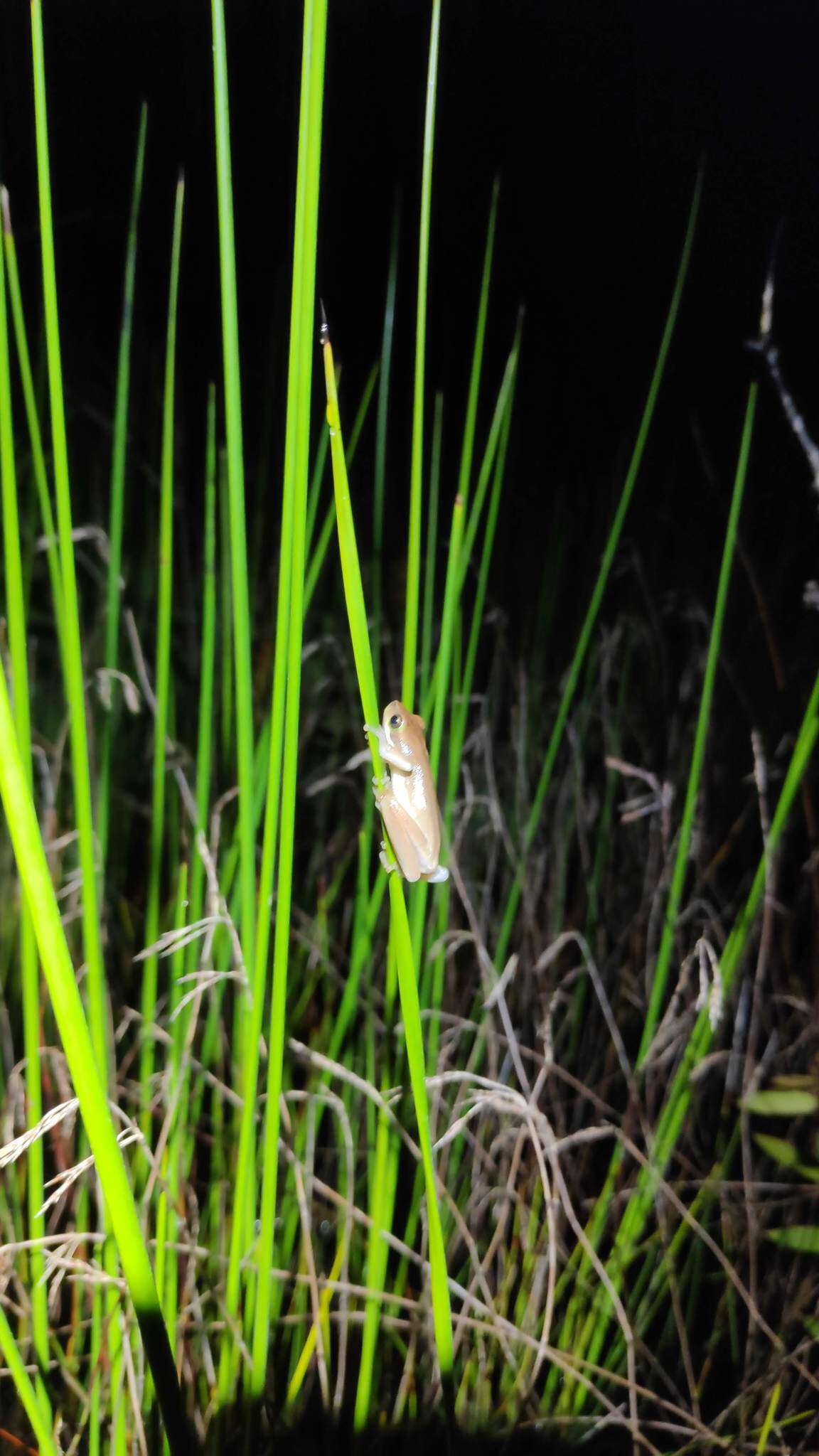 Image of Olongburra Frog