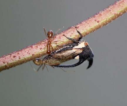 Image of Leptocentrus taurus Fabricius