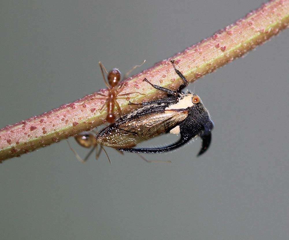 Image of Leptocentrus taurus Fabricius