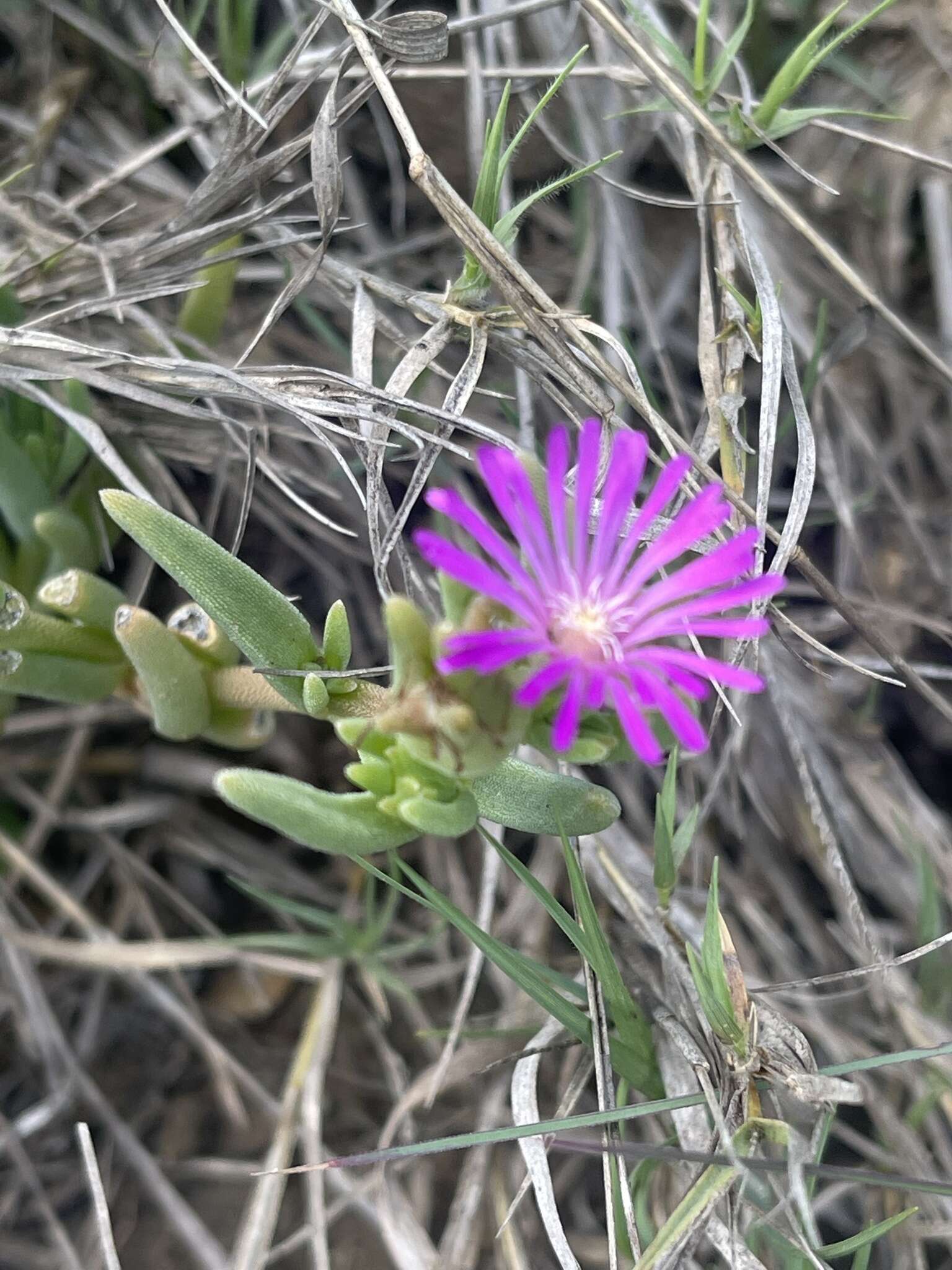 Image of Delosperma mahonii (N. E. Br.) N. E. Br.