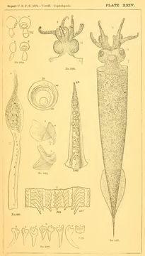 Image of <i>Taonius pavo</i> (Lesueur 1821)