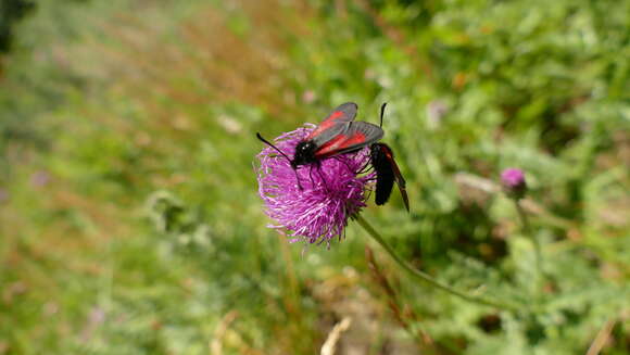 Image of Zygaena purpuralis Brünnich 1763