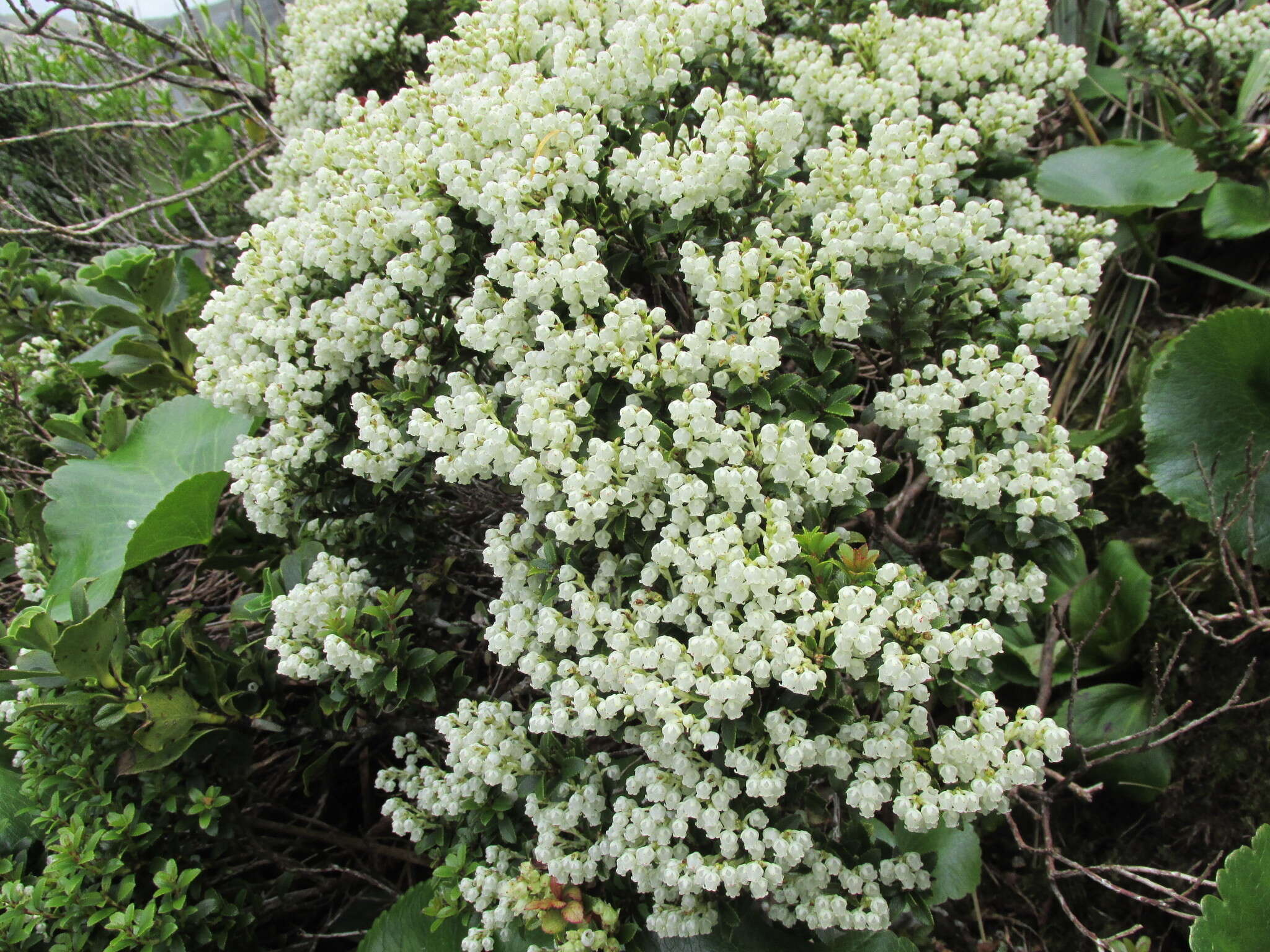 Image of Gaultheria crassa Allan