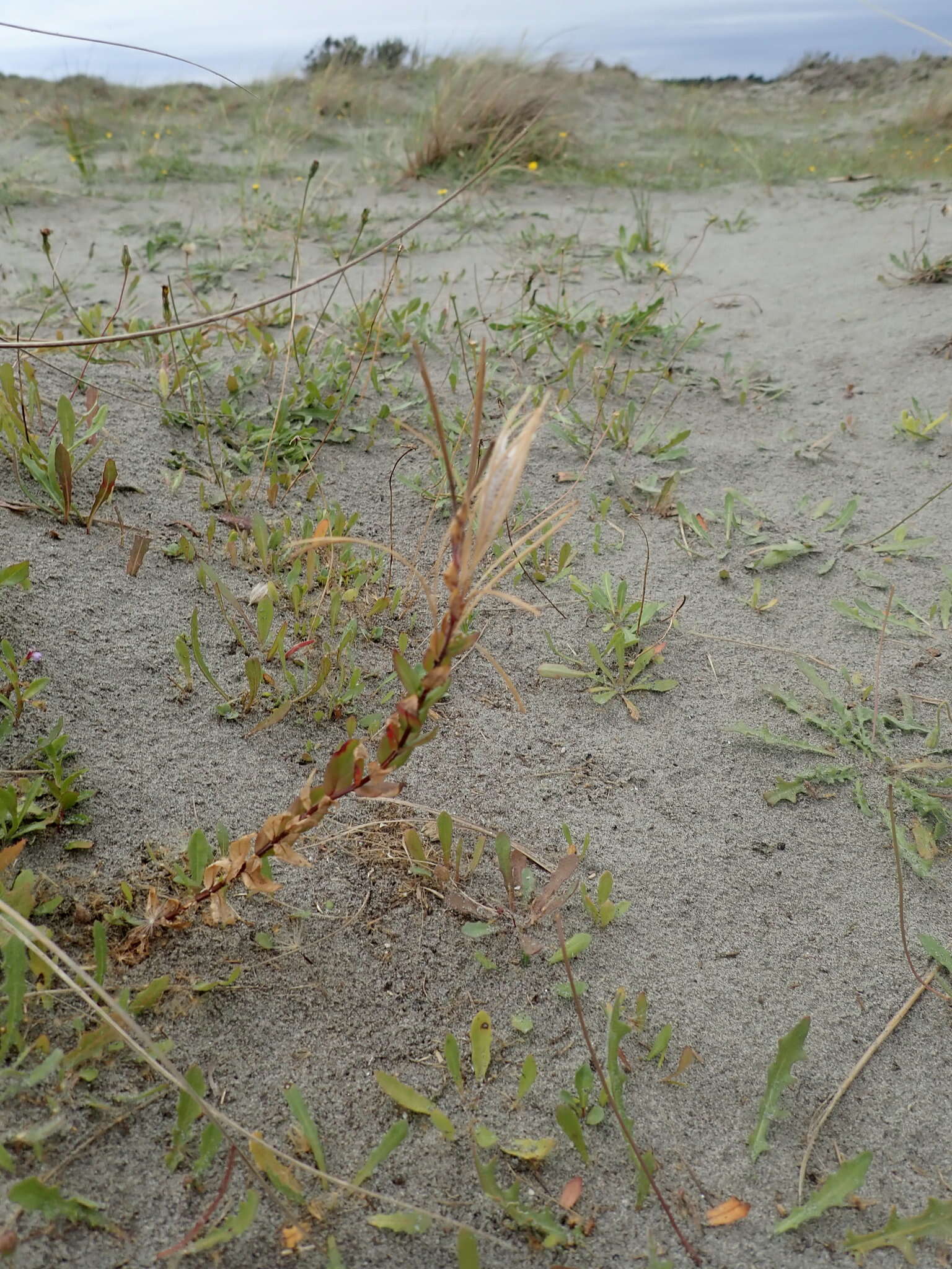 Image of <i>Epilobium billardiereanum</i>