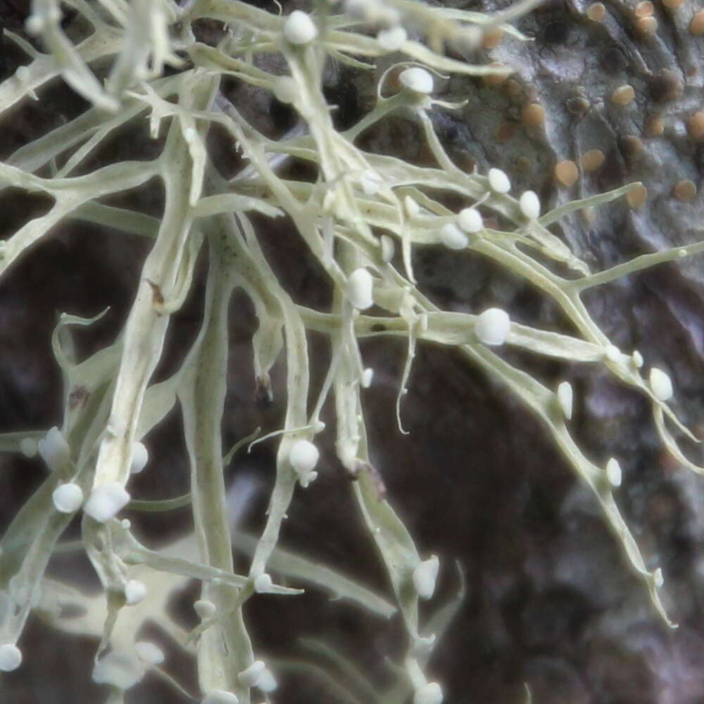 Image of cartilage lichen