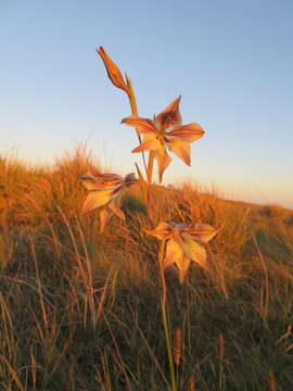 Imagem de Gladiolus longicollis subsp. longicollis