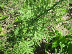 Image of Tanacetum vulgare subsp. boreale (Fisch. ex DC.) A 1975