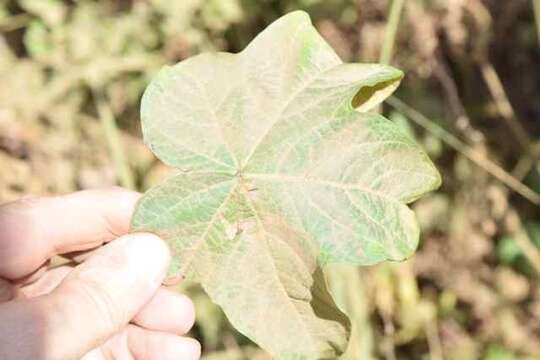 Image of Sea Island Cotton