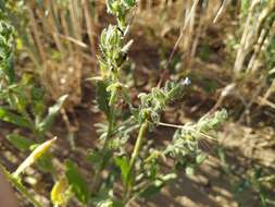 Image of Lycopsis arvensis subsp. orientalis (L.) Kuzn.