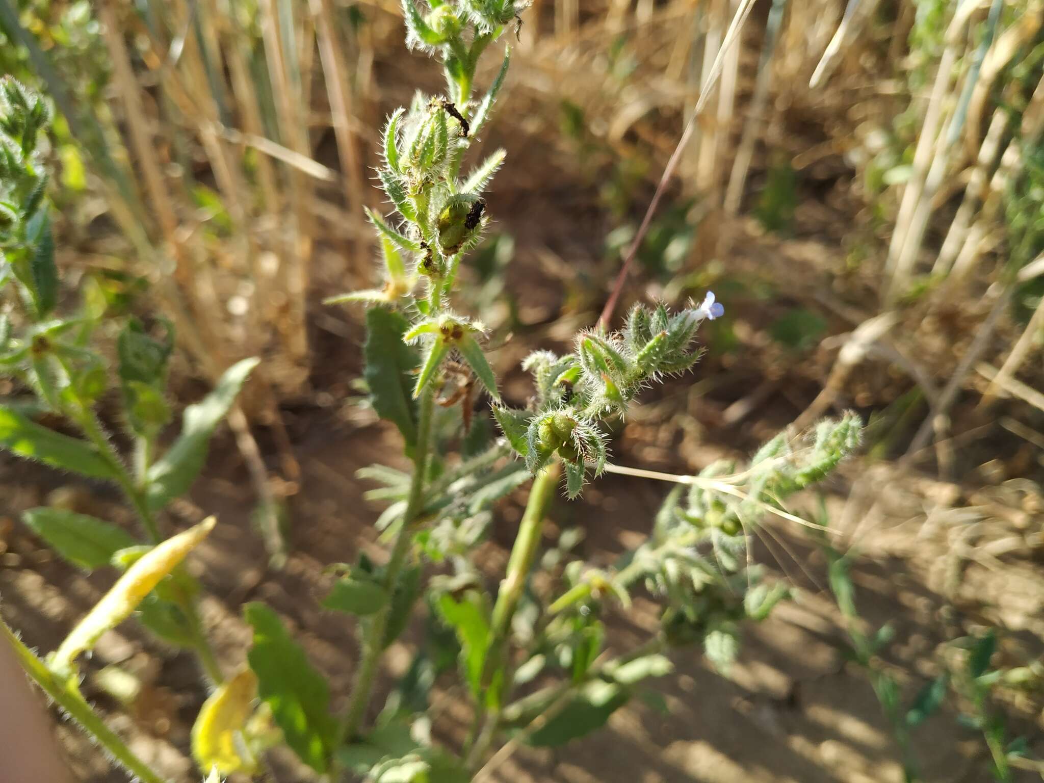 Lycopsis arvensis subsp. orientalis (L.) Kuzn. resmi