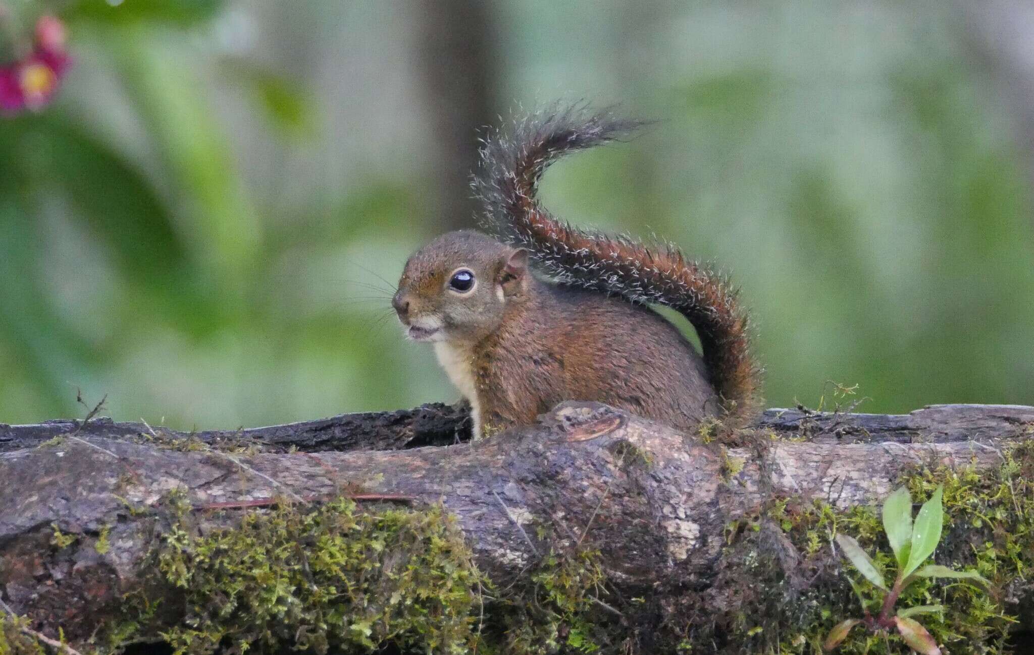 Image of Western Dwarf Squirrel