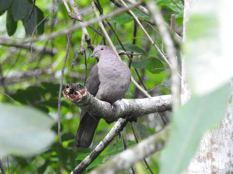 Image of Short-billed Pigeon