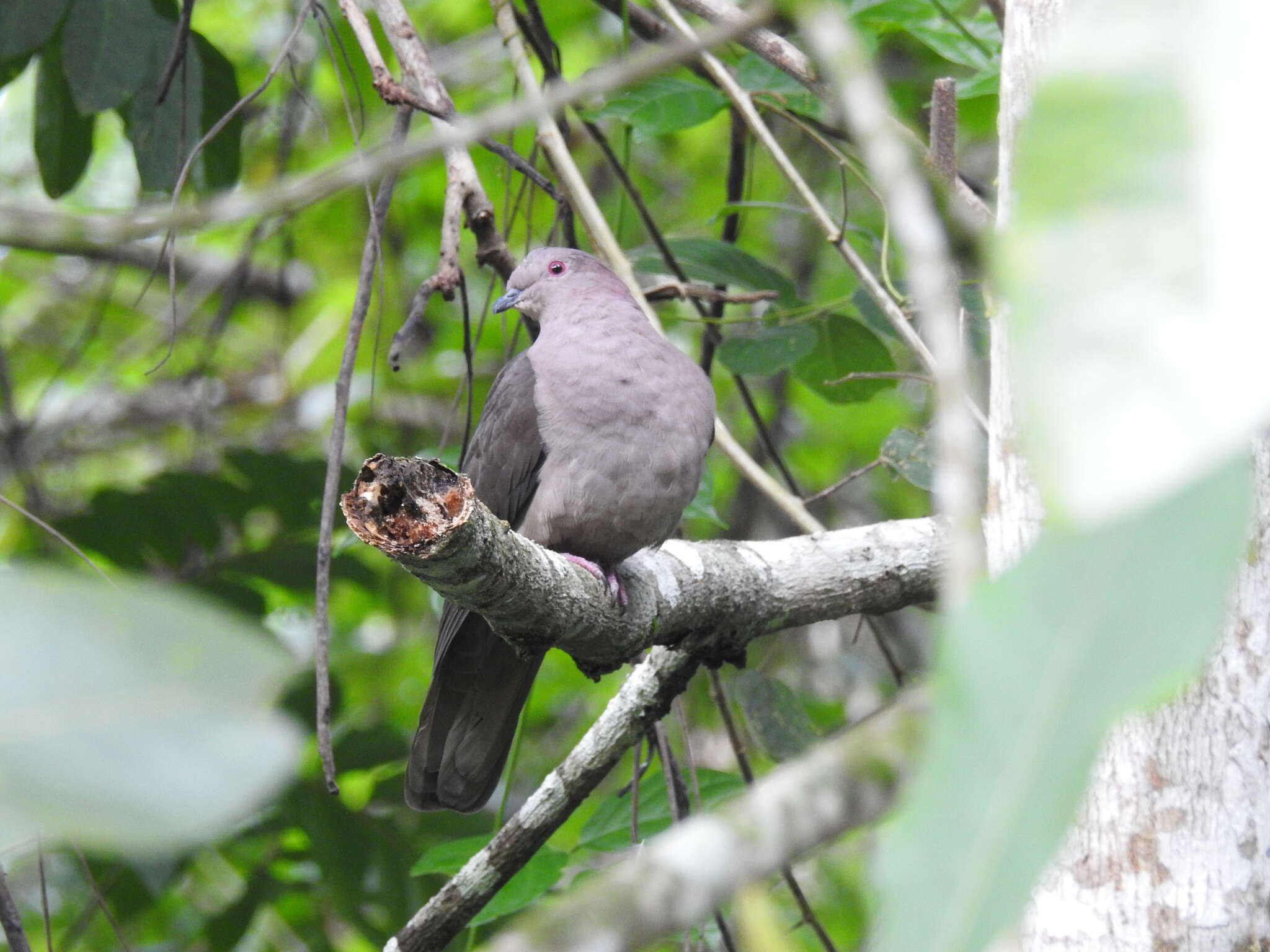 Patagioenas nigrirostris (Sclater & PL 1860) resmi