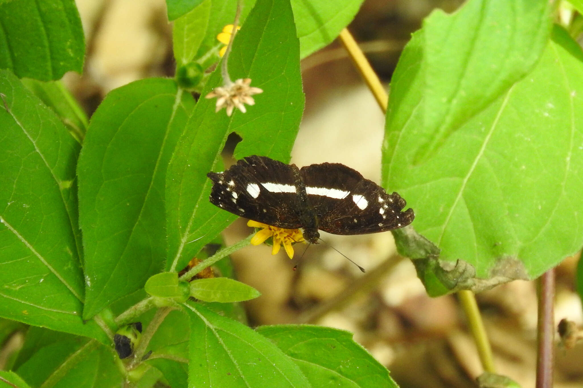 Image of Castilia myia Hewitson 1864