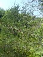 Image of Atlantic White Cedar