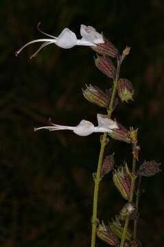 صورة Syncolostemon parviflorus E. Mey. ex Benth.