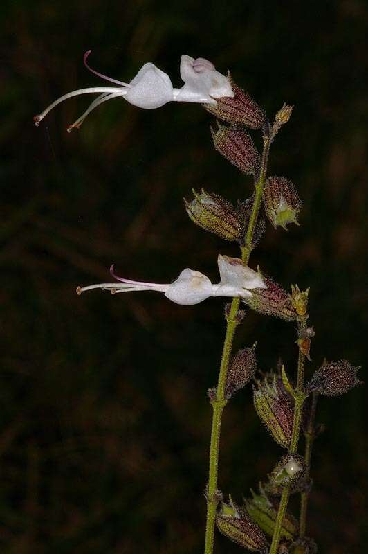 صورة Syncolostemon parviflorus var. lanceolatus (Gürke) Codd