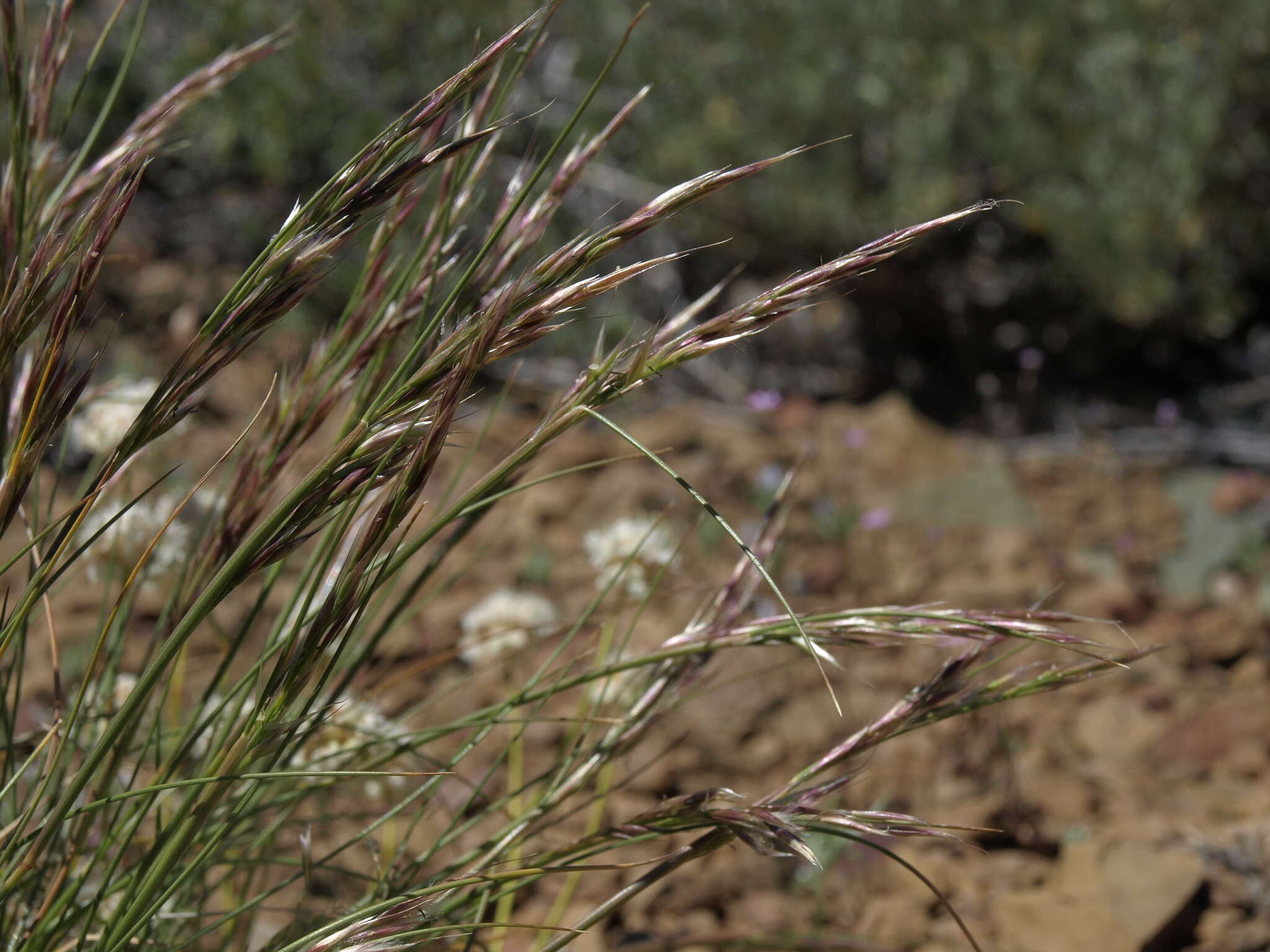 Image of Webber needlegrass