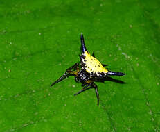 Image of Macracantha hasselti (C. L. Koch 1837) Macharoenboon, Siriwut & Jeratthitikul 2021