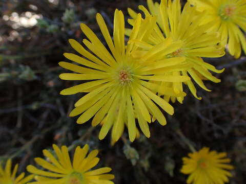 Image of Delosperma acocksii L. Bol.