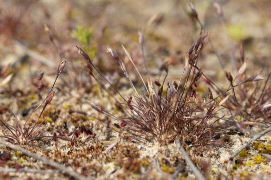 Image of Centrolepis glabra (F. Muell. ex Sond.) Hieron.