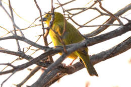 Image of African Golden Weaver