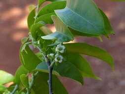 Diospyros sylvatica Roxb.的圖片