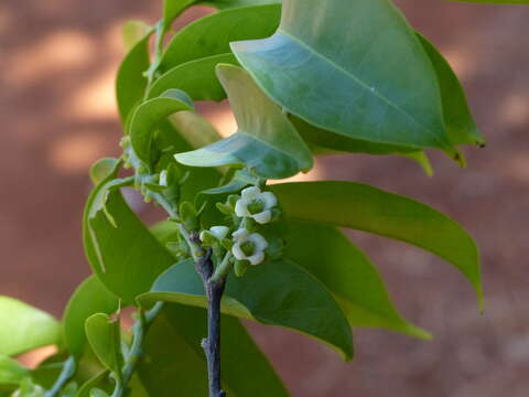 Sivun Diospyros sylvatica Roxb. kuva