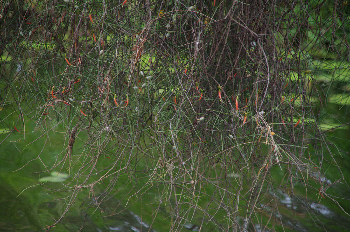 Image of Lysiana filifolia B. A. Barlow