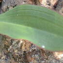 Image of Disa comosa (Rchb. fil.) Schltr.