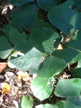 Image of kudzu