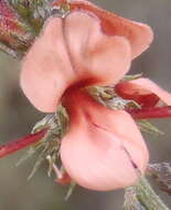 Image of Indigofera heterophylla Thunb.