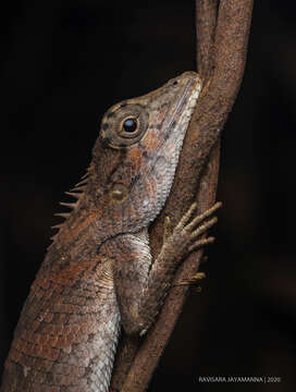 Image of SriLanka Agama