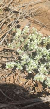 Image of Paronychia capitata (L.) Lam.