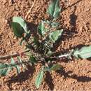 Image of Murdock's evening primrose