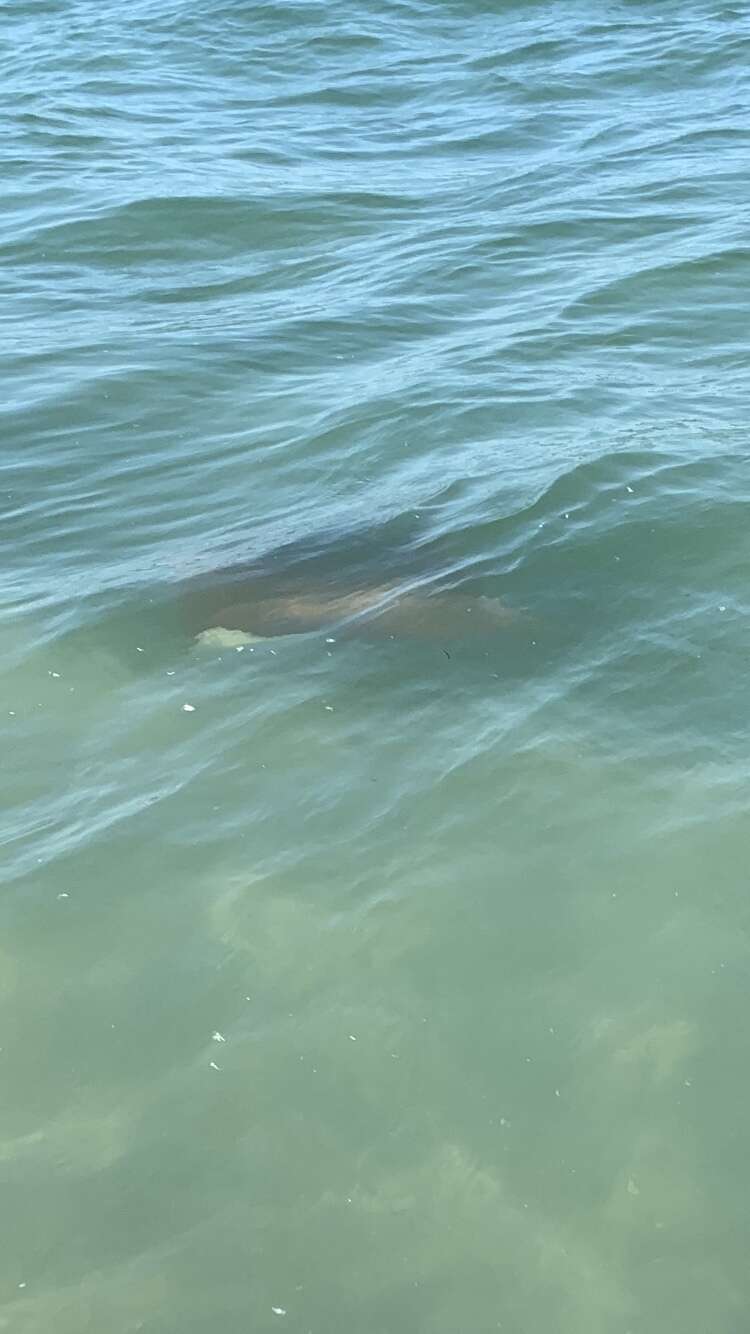 Image of Cownose rays and Flapnose rays