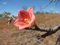 Imagem de Brachychiton chillagoensis G. P. Guymer