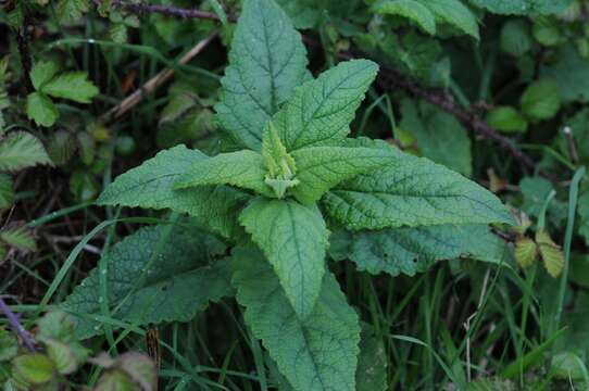 Sivun Scrophularia scorodonia L. kuva