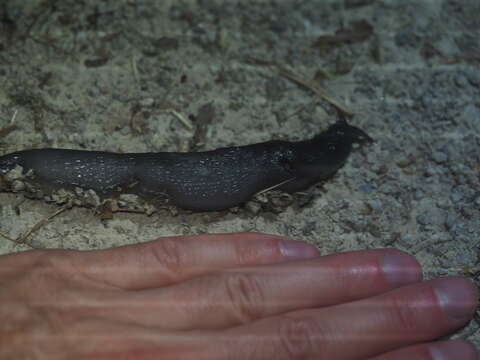 Image of ash-black slug