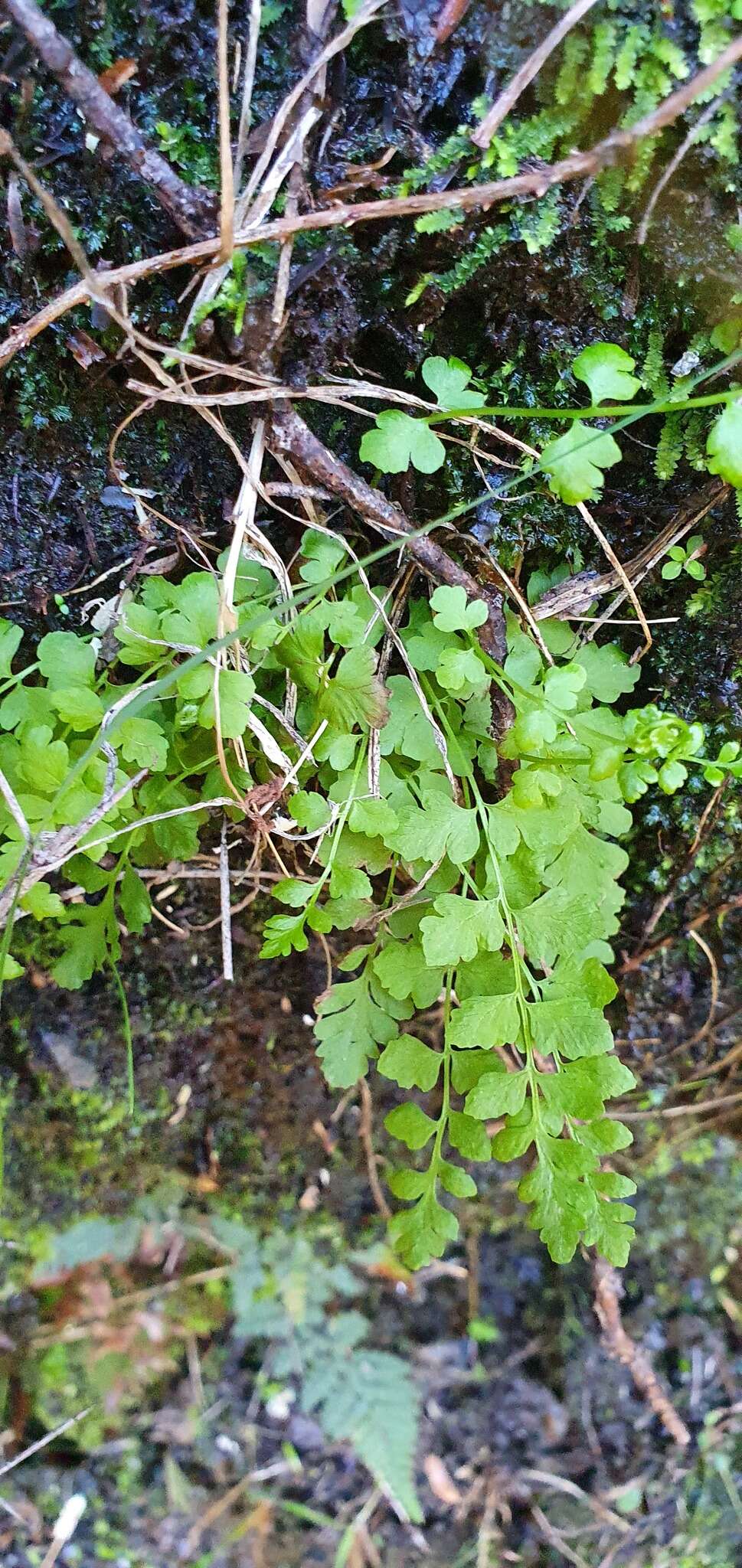 Image of Cystopteris tasmanica Hook.