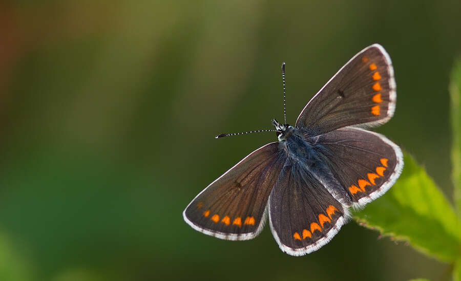 Image of brown argus