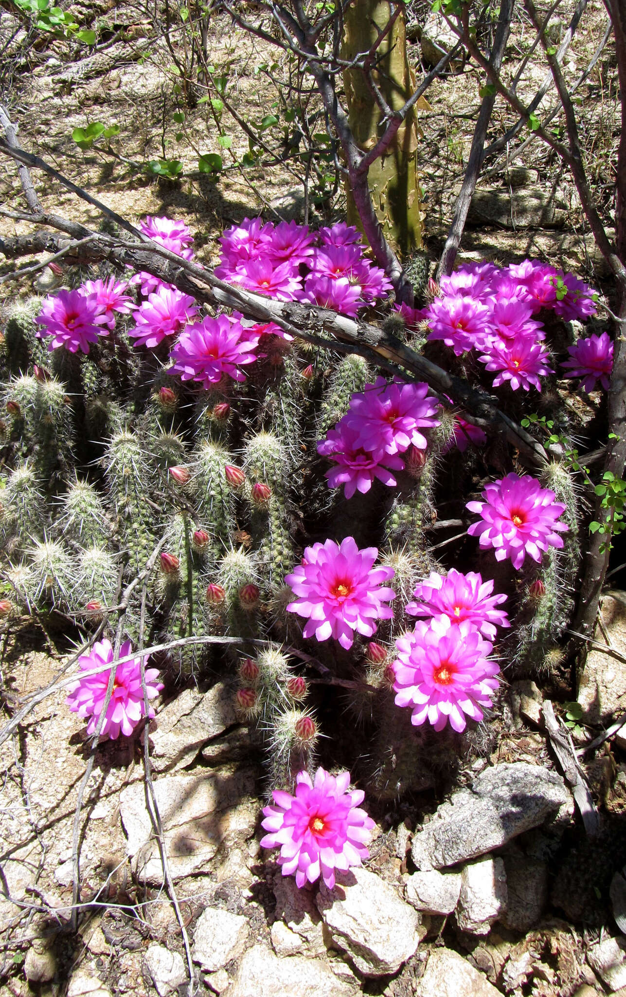 Image of Echinocereus brandegeei (J. M. Coult.) K. Schum.