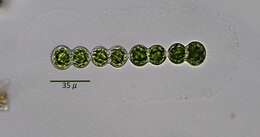 صورة Spondylosium panduriforme