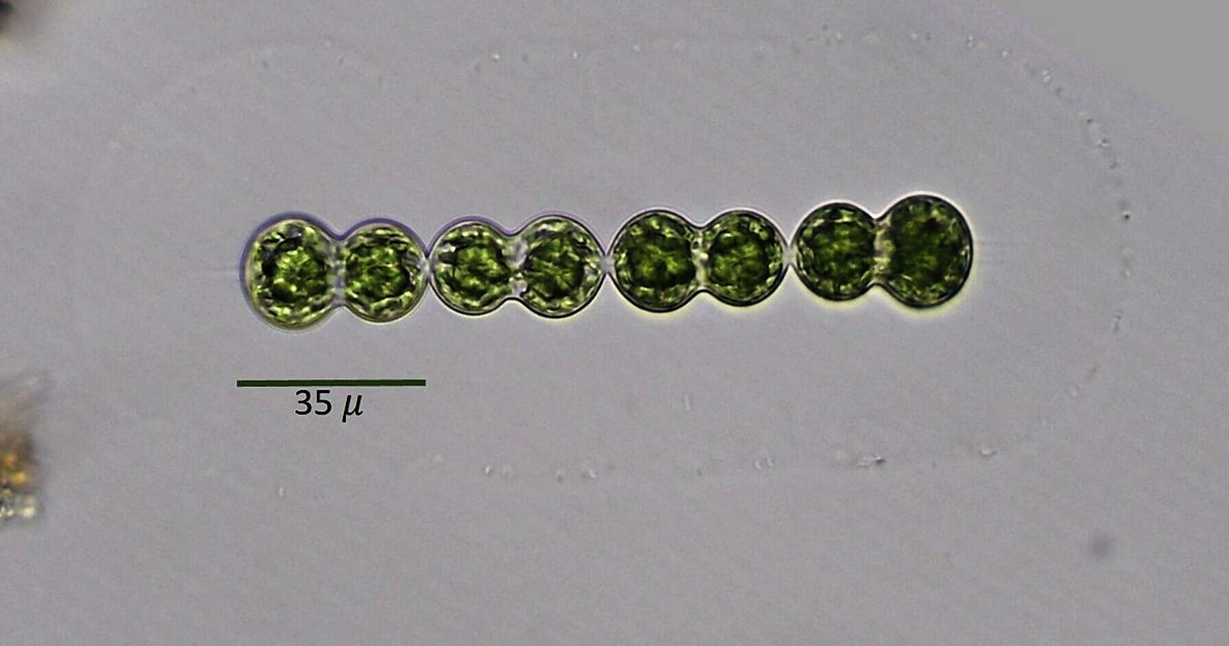 صورة Spondylosium panduriforme